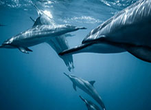 kaiyun-大连英博官方：孙铂、赵学斌、王腾达等13人离队